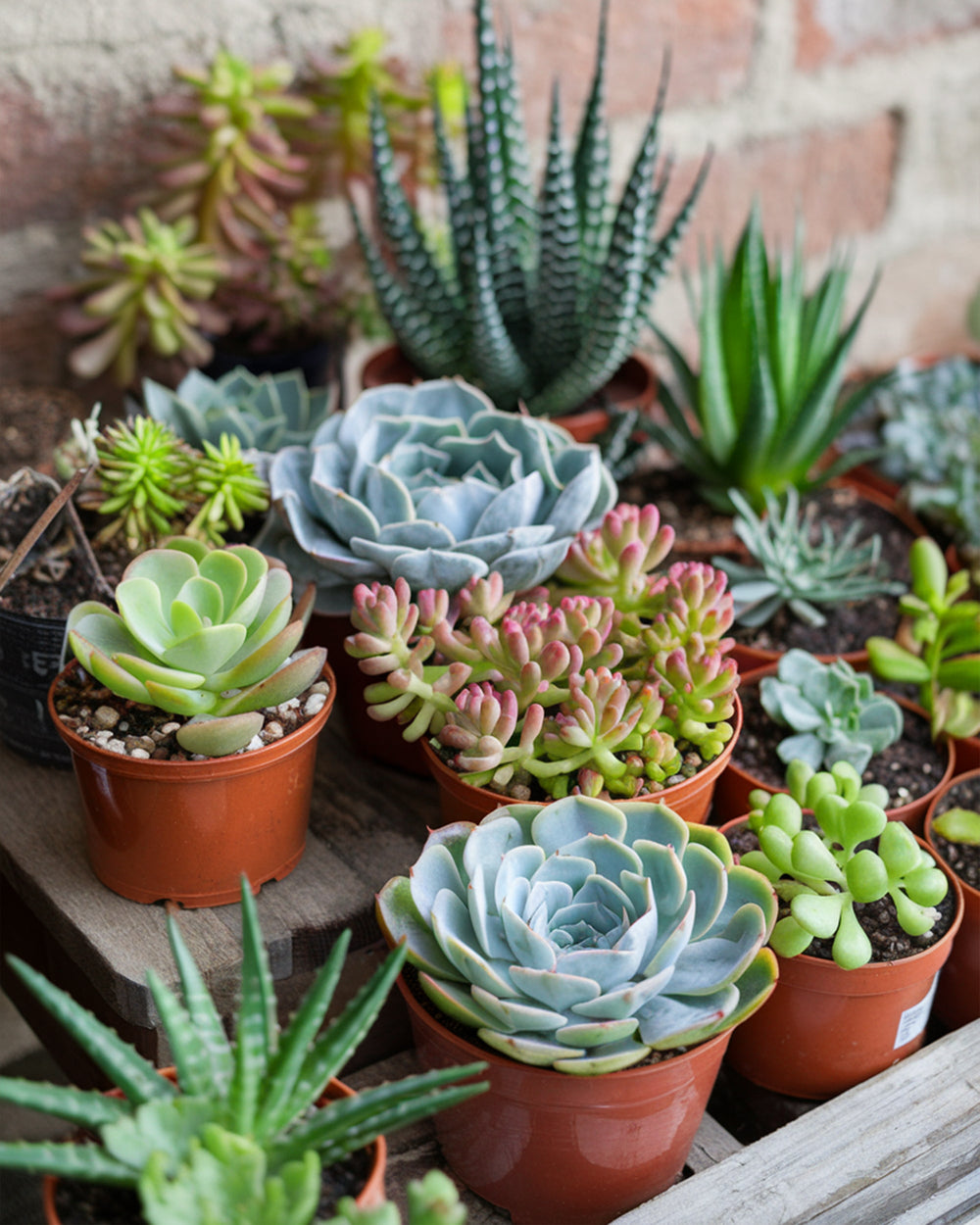 Succulents