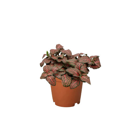 Fittonia 'Red'