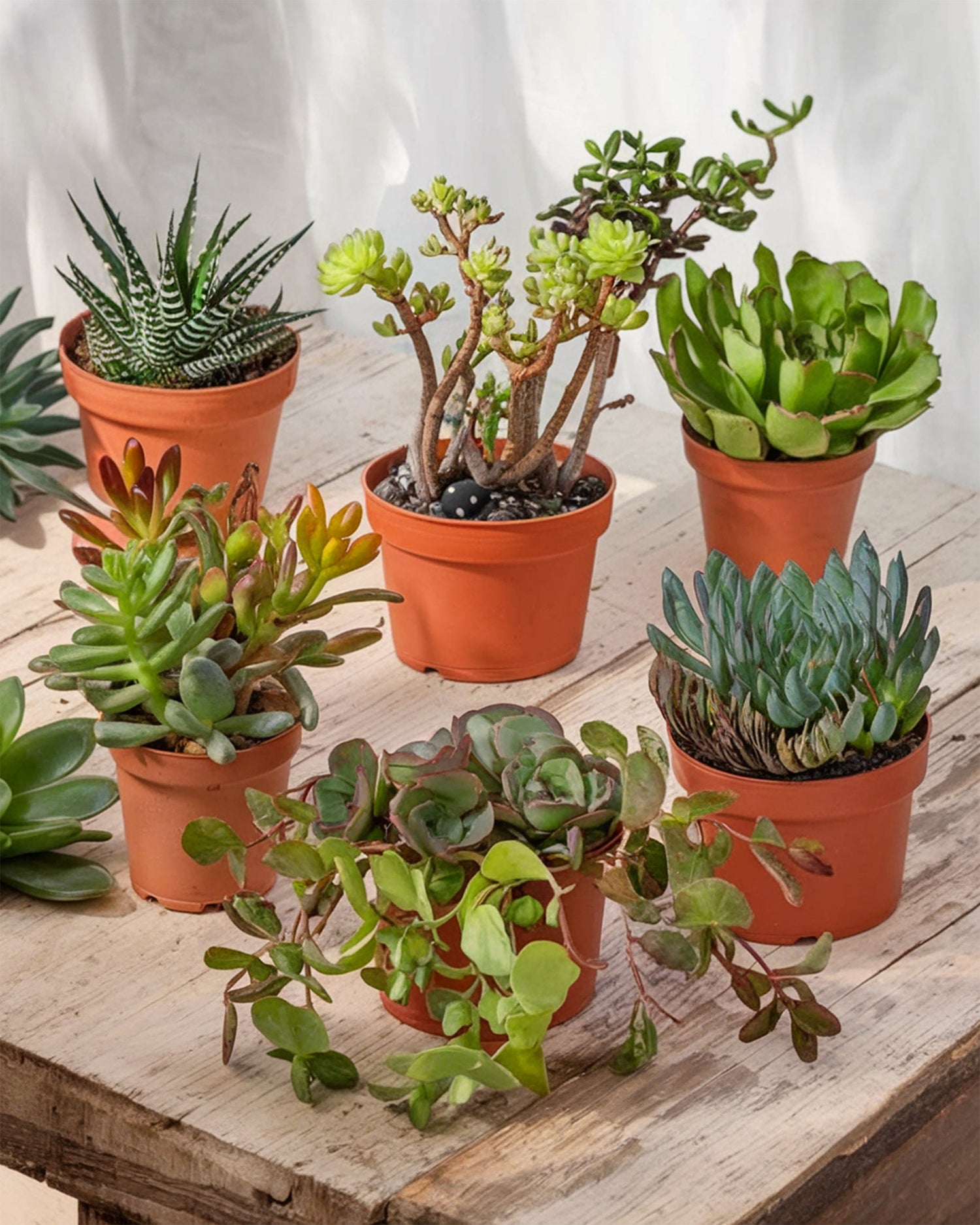 Easy To Care For Plants