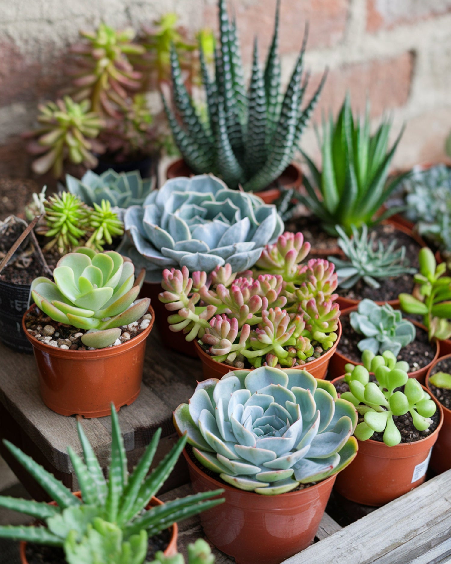 Succulents