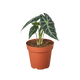 Alocasia Amazonica 'Bambino'