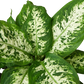 Dieffenbachia 'Tropic Snow'