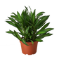 Dracaena 'Song of Jamaica'