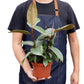 Ficus Elastica 'Tineke'