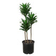 Dracaena 'Craigii' 3-4 ft Tall - 9" Pot