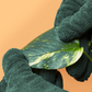 Leaf Cleaning Gloves