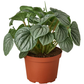 PEPEROMIA FROST