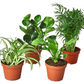 Pet Friendly Variety Bundle
