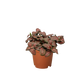 Fittonia 'Red'