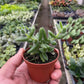 Delosperma echinatum 'Pickle Plant'