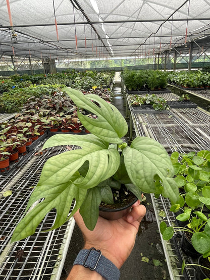 Amydrium 'Silver'