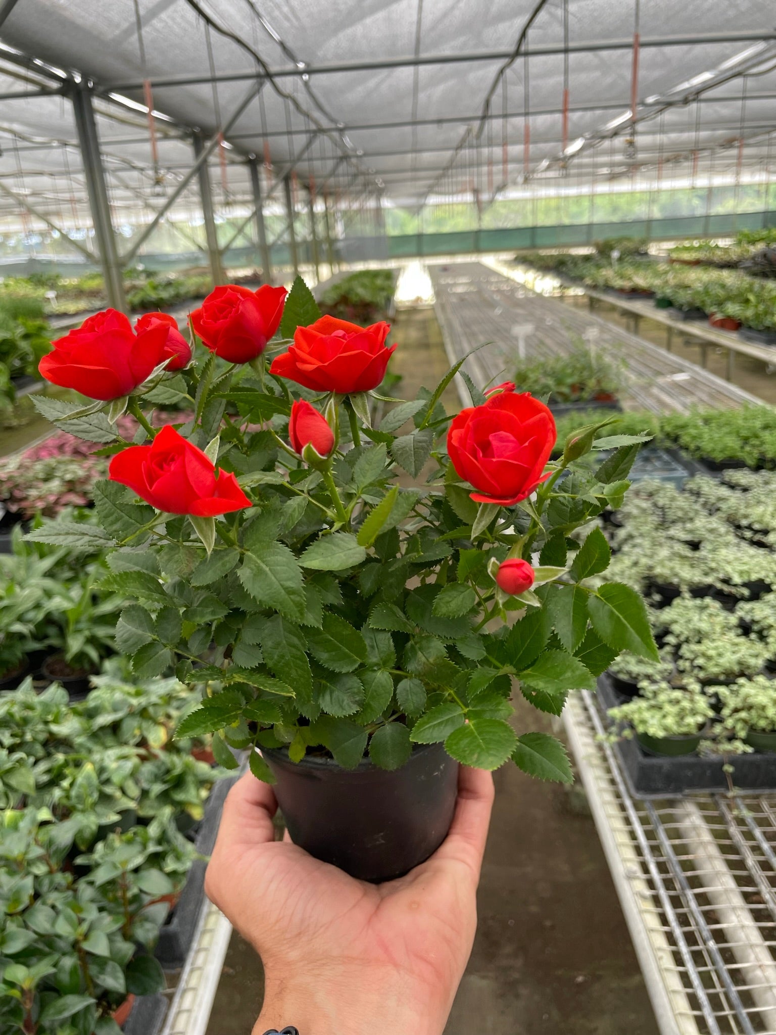 Mini Rose Bush – Plant Enthusiast