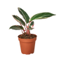 Stromanthe Triostar