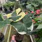 Alocasia 'Mickey Mouse'