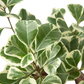 Ficus Elastica 'Triangularis' Variegated