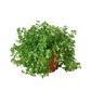 Nettle 'Baby's Tear'