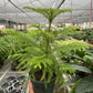 Norfolk 'Island Pine'