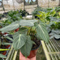 Philodendron Gloriosum 'Zebra'