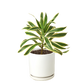Dracaena 'Song of India'