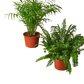 Month To Month - Medium Plant