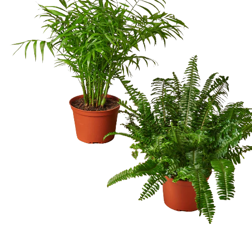 Month To Month - Medium Plant