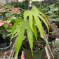 Anthurium Fingers