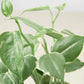 Peperomia 'Cupid'