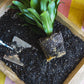 Indoor Plant Potting Soil Pucks